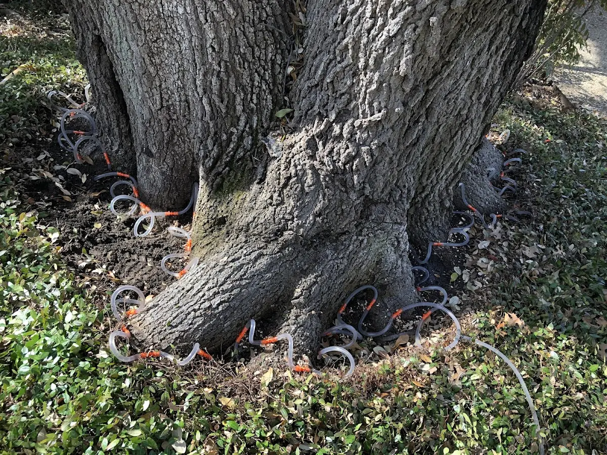 Detailed Tree Cabling and Bracing job site in Gaines