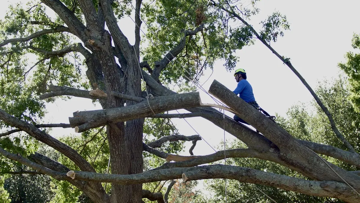 Professional Crown Thinning performed by certified arborists in Gaines