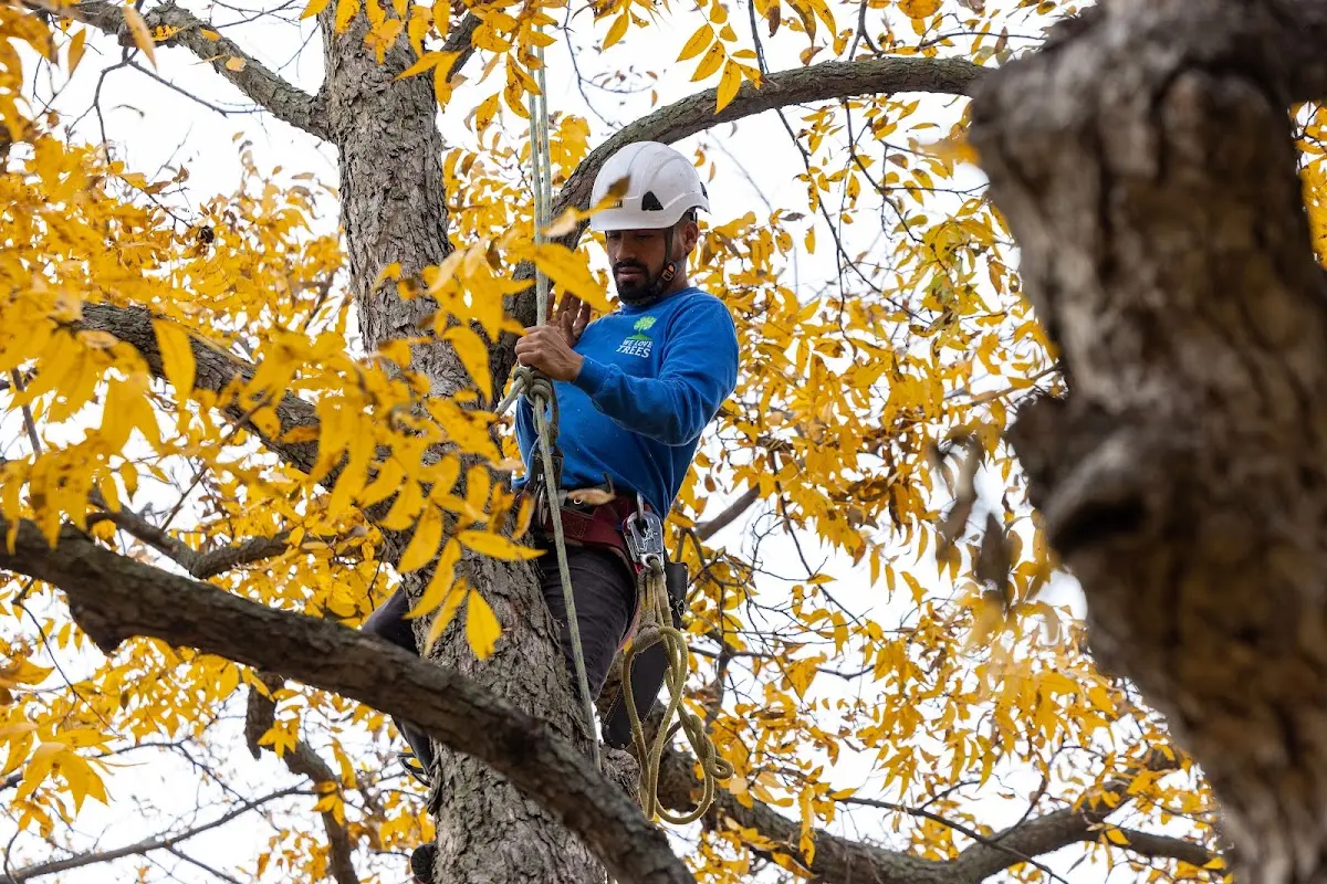 Skilled Tree Trimming crew working in Gaines
